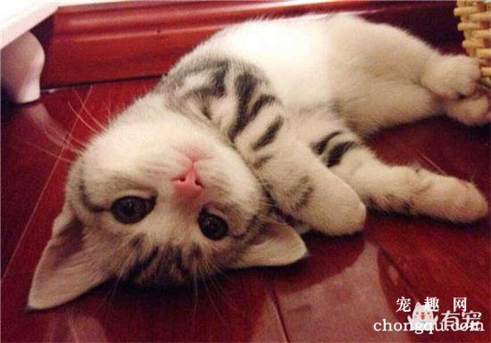 发情期的猫咪不能吃什么？