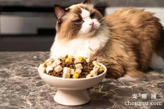 猫咪厌食不吃东西怎么办？什么原因会引起猫咪厌食