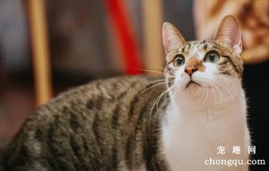 中国本土的猫咪品种有哪些？