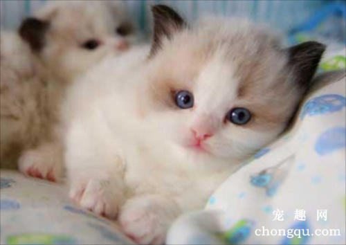 夏季养猫咪的饲养管理注意事项