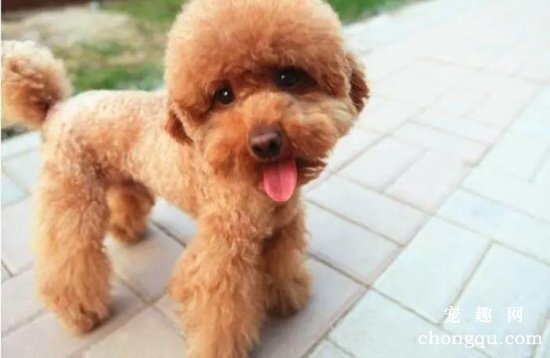 泰迪犬什么颜色最贵