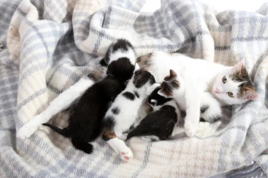 哺乳期猫咪需要注意一些什么问题