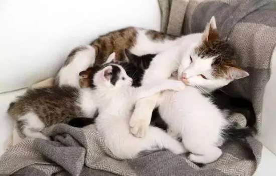 哺乳期猫咪需要注意一些什么问题