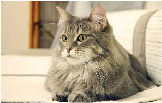 猫咪的繁殖注意事项