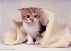 猫咪冻伤或体温过低该怎么办？