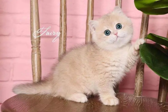 如何训练猫咪不认生？