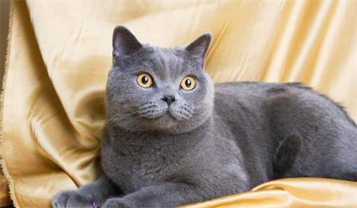 猫咪刨猫饭盆的猫粮是怎么回事？