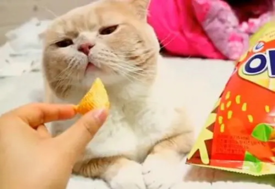 猫咪对你信任的表现有哪些？