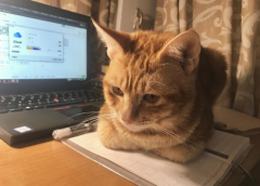 猫咪脾气坏怎么办？怎样让猫咪喜欢你方法