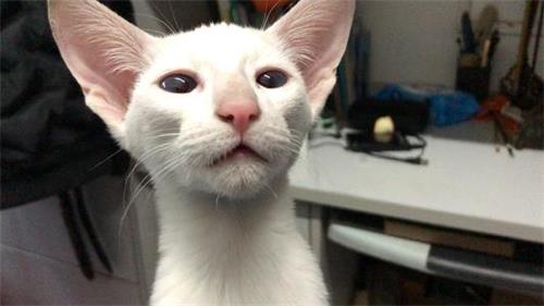 猫咪饮食注意哪些问题？猫咪不可吃的东西有哪些