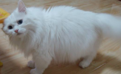 猫咪为什么爱钻缝隙和咬纺织品？