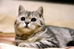 <b>猫咪吃猫粮的好处有哪些？</b>