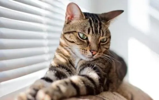 猫咪吃猫粮的好处有哪些？
