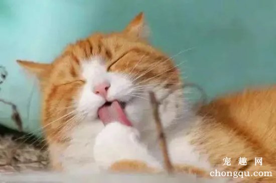 猫咪为什么爱洗脸?猫咪洗脸的原因