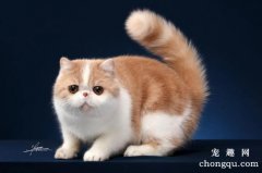 <b>初生小猫的喂食注意事项？</b>
