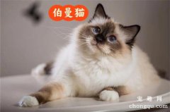 <b>伯曼猫的性格怎么样？选购伯曼猫注意什么</b>