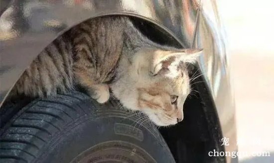 猫咪喜欢钻车轮怎么办？