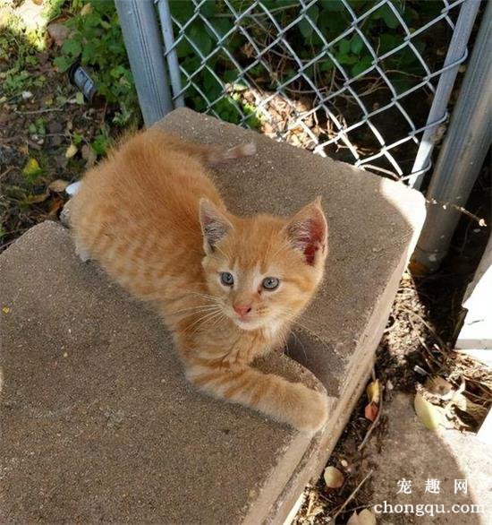 训练宠物猫衔物的小技巧