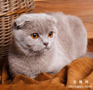 为什么有的猫咪吃了长不胖？