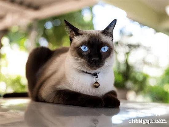 宠物猫的日常饲养计划？制定合理的猫咪饲养方式