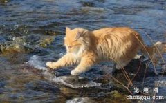 <b>猫咪会用尾巴钓鱼吗？</b>