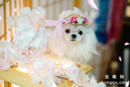 马尔济斯犬食物中毒怎么办