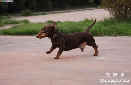腊肠犬拉肚子怎么办