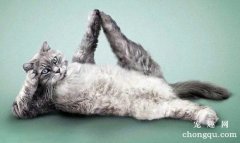<b>猫咪可以做瑜伽吗？</b>