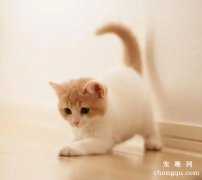 给宠物猫使用猫砂前要准备什么？