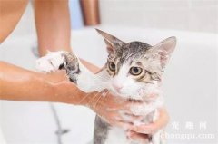 为什么猫咪洗澡会受惊？怎么给宠物猫洗澡