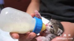 <b>没长牙的刚出生的幼猫怎么喂食？</b>