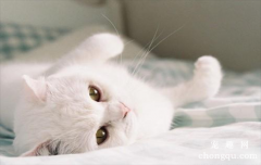 猫粮更换时要注意什么？