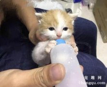 幼猫可以喂羊奶吗？