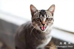 <b>你了解你家猫咪的特点吗？</b>