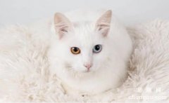 <b>猫咪为什么喜欢睡觉？</b>