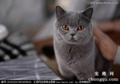 老年猫咪使用猫砂盆时要注意什么？