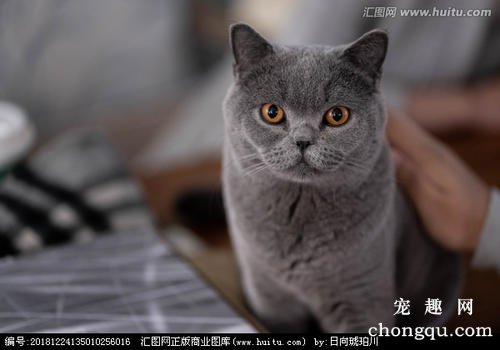 老年猫咪使用猫砂盆时要注意什么？