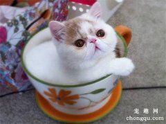 <b>购买茶杯猫时注意什么？茶杯猫怎么喂食？</b>