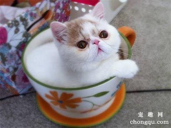 购买茶杯猫时注意什么？茶杯猫怎么喂食？