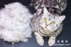 给宠物猫喂食时需注意的一些问题
