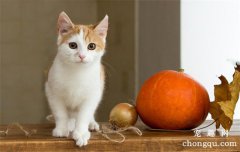 怎么确定猫的喂食量？合理的喂食能让猫健康成长