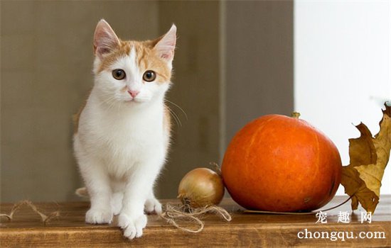 怎么确定猫的喂食量？合理的喂食能让猫健康成长