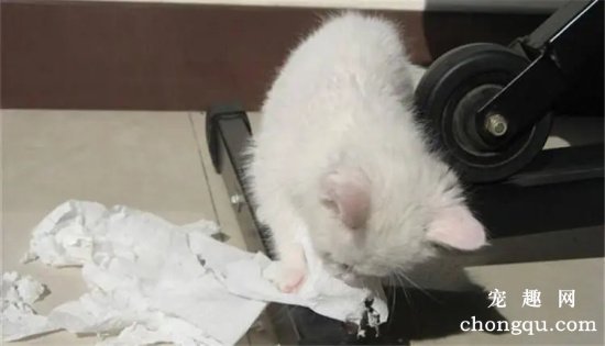 怎么改善猫咪撕咬纸的行为