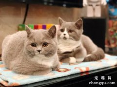 <b>喂食英短猫粮时要注意什么呢？</b>
