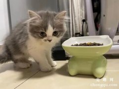 <b>判断猫咪身上有跳蚤的简单方法？</b>