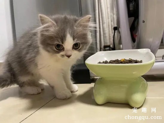 判断猫咪身上有跳蚤的简单方法？