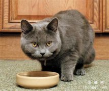 怎么让宠物猫快速适应新家？