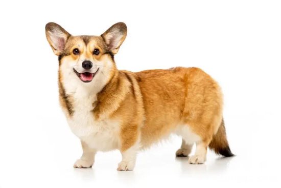 柯基犬一次生几只
