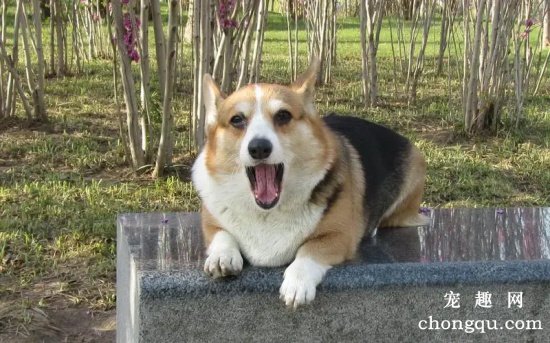 柯基犬能长多大
