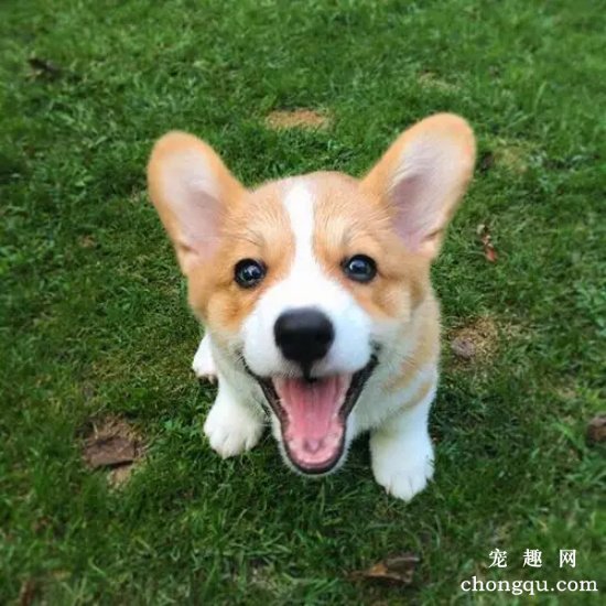 威尔斯柯基犬是什么品种